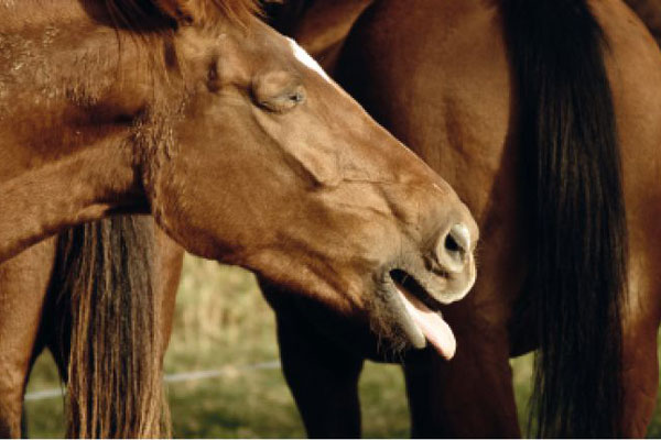 Allergie-Symptome beim Pferd​