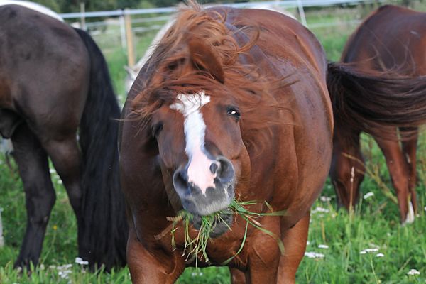 Pferdeköpfe schütteln und schlagen, reiben und rotieren. Headshaking ist eine ernst zu nehmende und sehr quälende Erkrankung.