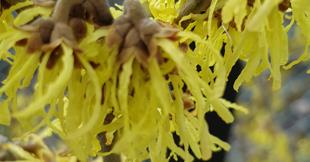 Hamamelis.png